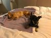 Little Arnie sharing the bed with Juli, on his way from La Cala de Mijas in S.Spain to Wolverhampton in the UK.